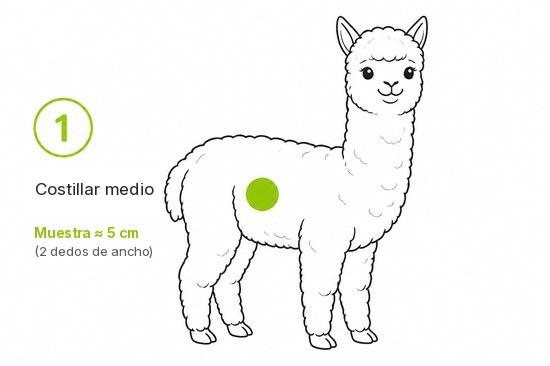 Esquema 1 - Muestra del costillar medio