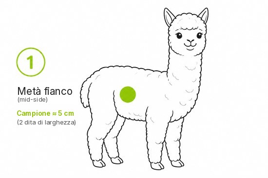 Schema 1 - Prelievo a metà fianco sull'alpaca