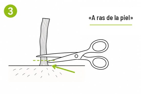 Esquema 3 - Cortar a ras de la piel