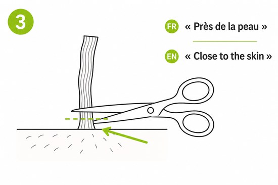 Schéma 3 — Coupe près de la peau